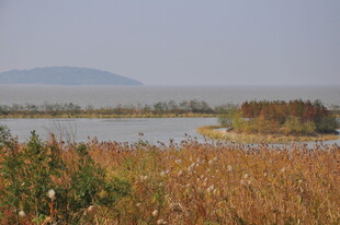 湖畔芦苇荡 远山朦胧景