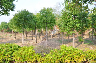 绿树成排的田园风光