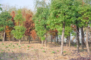 秋日多彩树林景观