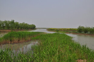 河畔葱郁湿地景观