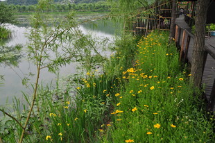 河畔黄花绿植景致迷人