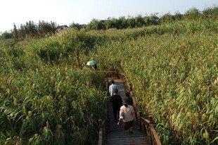 乘船穿行于茂盛芦苇丛间