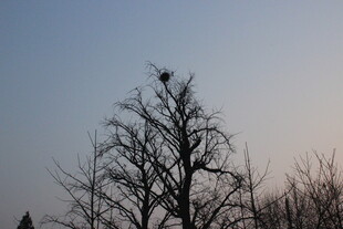枝头孤鸟 枯树映天际