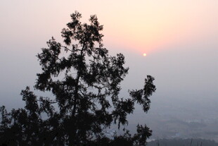 日出时分的树影景观