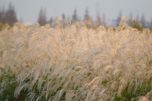 金黄芦苇荡 自然诗意风光