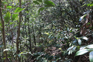 茂密丛林中的繁茂植物景观
