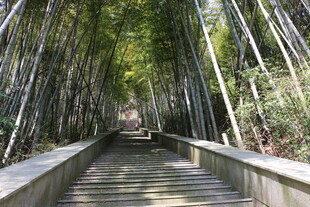 竹林中的幽静石阶小道