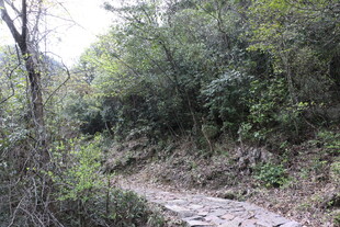 山间泥泞小道 绿植环绕