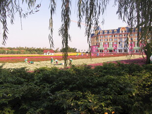 春日繁花垂柳下的美丽景致