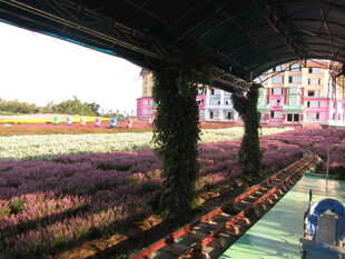 浪漫紫色花海景观