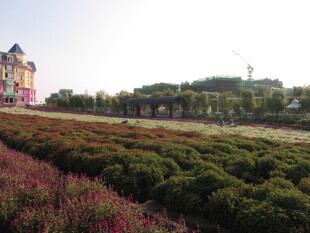 美丽花海旁的多彩建筑