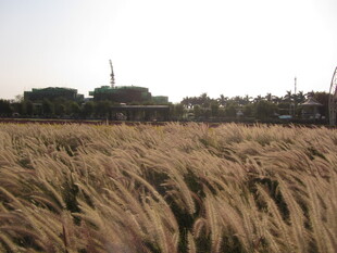 金色麦田 乡村风光美景