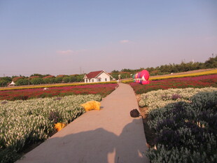 田园小路旁的多彩花田