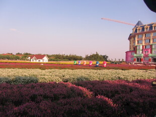 多彩花田边的欧式建筑
