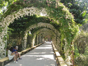 藤蔓覆盖的浪漫拱形步道