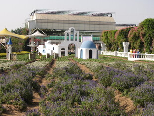 薰衣草田旁的特色建筑