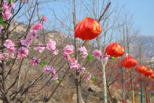 春日繁花间的红灯笼