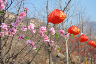 春日桃林挂红灯笼