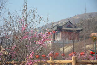 春日古亭旁的烂漫花枝