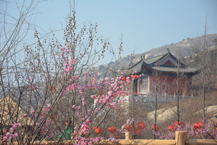 春日古亭旁的烂漫花枝