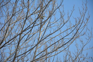 蓝天映衬下的光秃树枝