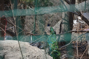 林间网状围栏场景