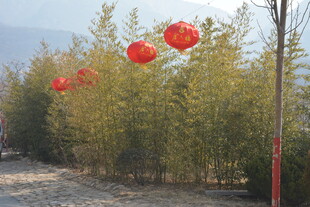 竹林间的红色灯笼