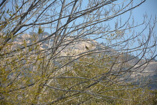 山间初绽的葱茏枝叶