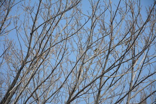 蓝天映衬下的光秃树枝