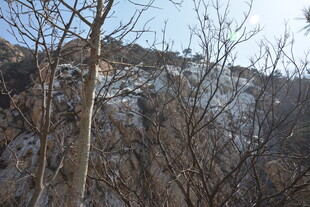 冬日山林枯树雪景