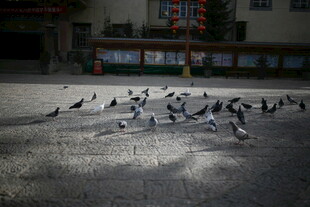 广场上群鸽聚集觅食