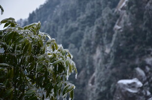 山间覆雪绿植