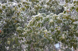 枝头覆雪的翠绿树木