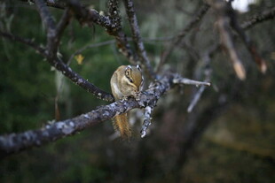 枝头小松鼠