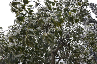 枝头覆雪的绿意景象
