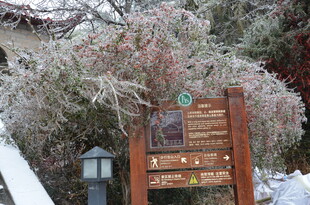 雪覆林木旁的木质指示牌