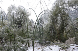 雪覆林间拱形植物景观