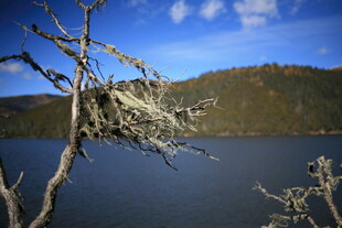 湖畔枯树与远山蓝天美景