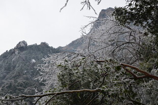 山间景致 树木与山峦相依