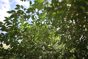 繁茂绿叶 尽显自然生机