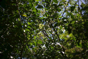 阳光洒落绿意盎然的树林