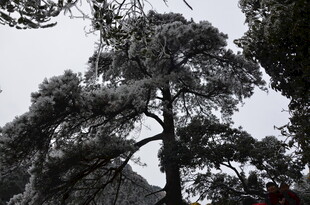 雪覆松树景