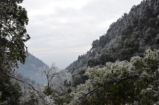 山间雪景 树木覆雪景观