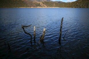 宁静湖面中的枯木景象