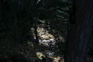 林间阳光洒落的静谧景象