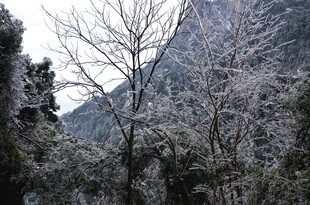 冬日覆雪山林美景