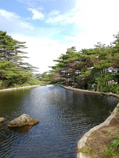 宁静湖畔的葱郁树木景观