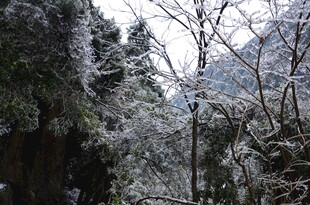 冬日雪覆山林美景