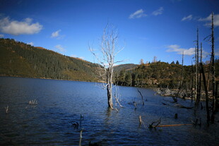 湖畔枯树与远山美景