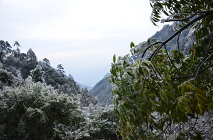 山间覆雪绿植景致